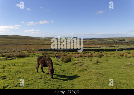 Poney Dartmoor pâturage sur la lande de Dartmoor National Park, Devon, Plym Valley Banque D'Images