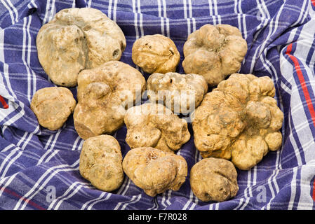 Beaucoup de truffes blanches du piémont sur un tissu bleu et rouge à carreaux Banque D'Images