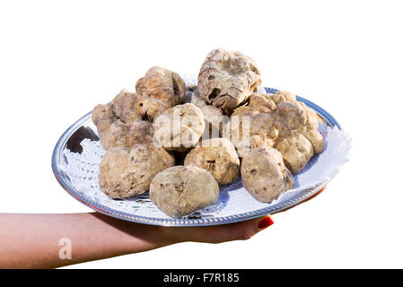 Beaucoup de truffes blanches du Piémont sur bac acier placée sur un fond blanc Banque D'Images