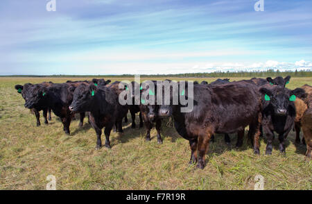 Galloway X Black Angus beef bovins en pâturage. Banque D'Images