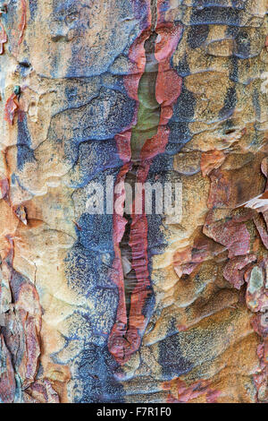 Acer griseum. Paperbark maple tree avec écorce de déroulage Banque D'Images