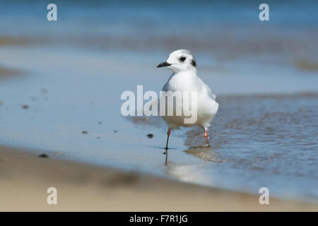 Peu d'adultes, Larus minutus debout sur une rive sablonneuse Banque D'Images