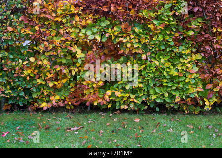 Fagus sylvatica. Haie de hêtre en automne les feuilles montrant le changement de couleur. UK Banque D'Images