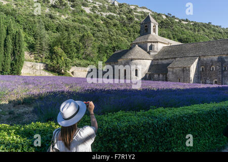Champ de lavande en face de l'Abbaye de Sénanque, près de Gordes, le Vaucluse, Provence, France Banque D'Images