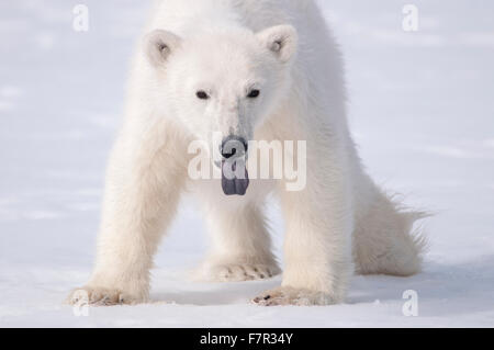 Un jeune ours polaire (Ursus maritimus) c'est la langue pour goûter l'air en Sallyhamna, Spitsbergen, Svalbard Banque D'Images