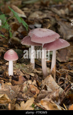 Bonnet rose, Rettich-Helmling Rettichhelmling Rosa, Rosa, Helmling, Helmlinge, Mycena rosea, syn. Mycena pura var. rosea Banque D'Images