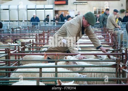 Uppingham, Rutland, UK., 2 décembre 2015. Les Bergeries sur le marché à Uppingham Rutland, UK. Crédit : Jim Harrison/Alamy Live News Banque D'Images