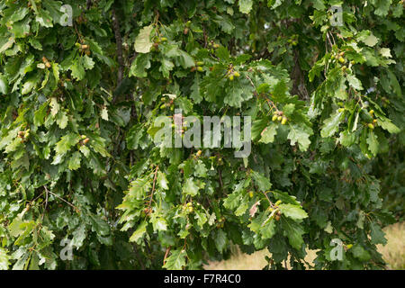 Le chêne rouvre, chêne, chêne irlandais de Cornouailles, Trauben-Eiche Traubeneiche,, Eiche, Quercus petraea, Quercus sessilis, Quercus sessiliflora Banque D'Images