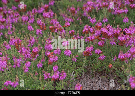 Lande du Dorset, Wimpern-Heide Wimpernheide Wimperheide,,, Wimper-Heide Dorset-Heide, Erica ciliaris, Bruyère ciliée, Banque D'Images