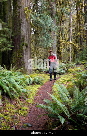 WA12184-00...WASHINGTON - randonneur rubrique par la forêt pluviale tempérée le long du sentier de la rivière Hoh dans le parc national Olympic. Banque D'Images