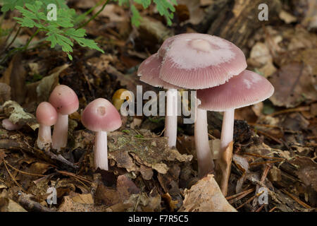 Bonnet rose, Rettich-Helmling Rettichhelmling Rosa, Rosa, Helmling, Helmlinge, Mycena rosea, syn. Mycena pura var. rosea Banque D'Images
