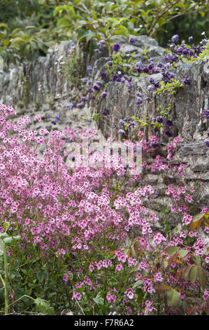 Diascia integerrima avec Clematis viticella 'Flore Pleno' dans le jardin du petit ruisseau à Coleton Fishacre, Devon. Le jardin de Coleton Fishacre est dans une vallée tumbling avec diverses et exotiques la plantation jusqu'à la mer. Banque D'Images