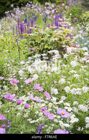 Des fleurs dans le jardin du petit ruisseau à Coleton Fishacre, Devon. Les végétaux : cosmos et argyranthème. Le jardin de Coleton Fishacre est dans une vallée tumbling avec diverses et exotiques la plantation jusqu'à la mer. Banque D'Images