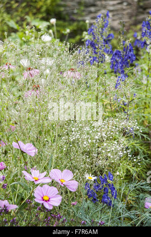 Des fleurs dans le jardin du petit ruisseau à Coleton Fishacre, Devon. Gypsophila paniculata comprend la plantation avec Cosmos et aconites. Le jardin de Coleton Fishacre est dans une vallée tumbling avec diverses et exotiques la plantation jusqu'à la mer. Banque D'Images