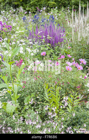 Le Jardin de petit ruisseau à Coleton Fishacre, Devon. Dahlia merckii : plantes, sauges, Veronicastrum virginicum x, cosmos et penstemons. Le jardin de Coleton Fishacre est dans une vallée tumbling avec diverses et exotiques la plantation jusqu'à la mer. Banque D'Images