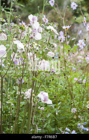 Le jardin du petit ruisseau à Coleton Fishacre, Devon. Dahlia merckii plantes : japonais et des anémones. Le jardin de Coleton Fishacre est dans une vallée tumbling avec diverses et exotiques la plantation jusqu'à la mer. Banque D'Images