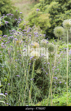 L'allium seedheads avec verveine bonariensis dans le jardin à Coleton Fishacre, Devon. Le jardin de Coleton Fishacre est dans une vallée tumbling avec diverses et exotiques la plantation jusqu'à la mer. Banque D'Images