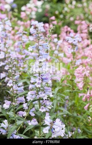 Dans le jardin du petit ruisseau Penstemons à Coleton Fishacre, Devon. Le jardin de Coleton Fishacre est dans une vallée tumbling avec diverses et exotiques la plantation jusqu'à la mer. Banque D'Images