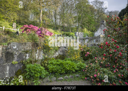 Vue sur la cour pavée, avec camélias et vexille japonica 'Pleniflora jaune', de Plas yn, * Plusieurs autres calvaires parsèment Gwynedd. La Banque mondiale derrière la maison est planté avec des azalées et autres arbustes, et les bluebell woods sont sur la colline au-dessus. Banque D'Images