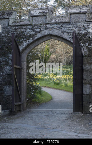 Vue depuis la cour de jonquilles naturalisées dans le pré au-delà de Cotehele, Cornwall. Banque D'Images