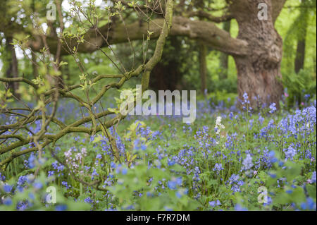 Les jardins au printemps à Rufford Old Hall, Lancashire. Rufford Old Hall est de plus de 500 ans, et les jardins sont de style victorien. Banque D'Images