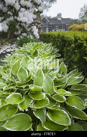 Les jardins au printemps à Rufford Old Hall, Lancashire. Rufford Old Hall est de plus de 500 ans, et les jardins sont de style victorien. Banque D'Images