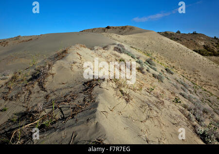 WA12213-00...WASHINGTON - dune de sable des dunes de genièvre région sauvage. Banque D'Images