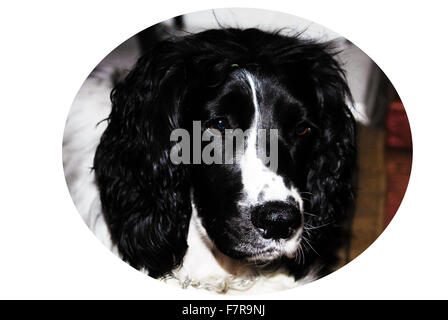 Sprocker,épagneul de Cocker Spaniel springer,croix,,chien,noir et blanc, Banque D'Images