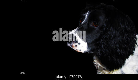 Sprocker,épagneul spaniel.chien noir et blanc,chien,chien renifleur,fond sombre,chien renifleur de drogue,la sécurité de l'aéroport Banque D'Images