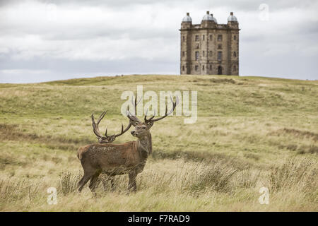 Chevreuil dans les motifs de Lyme Park, Maison et jardin, Cheshire. Lyme Park est situé dans un parc de 1400 acres et a des vues magnifiques à travers la plaine du Cheshire et Manchester. Banque D'Images