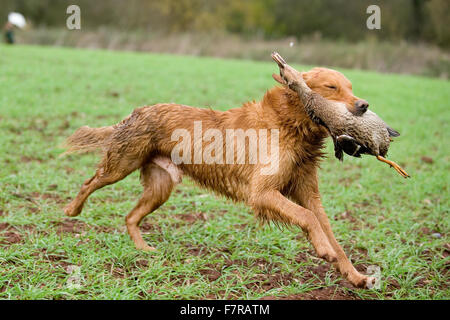 Golden retriever de la récupération d'un canard Banque D'Images