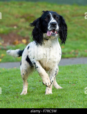 English SPRINGER SPANIEL Banque D'Images