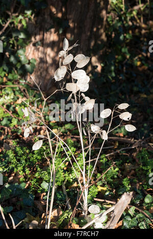 Lunaria annua 'honnêteté' Plante qui pousse le long des routes sauvages Banque D'Images