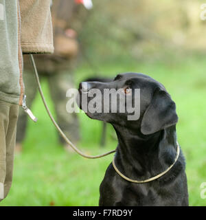 Labrador noir sur un tournage Banque D'Images