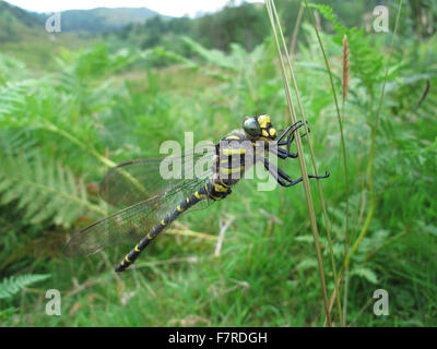 Golden-ringed Dragonfly, Troutbeck Banque D'Images