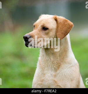 Labrador Retriever jaune Banque D'Images