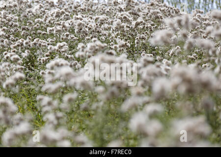 Chardon des champs (Cirsium arvense) croissant sur White Horse Hill, Oxfordshire, Uffington. Banque D'Images