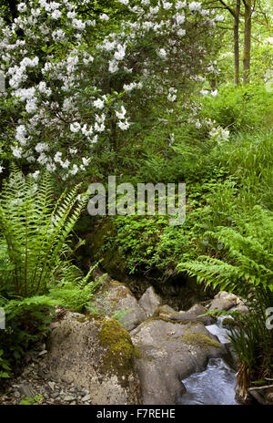 Les fougères et autres plantes qui poussent le long d'un ruisseau à Stagshaw Jardin, Cumbria, en juin. Banque D'Images