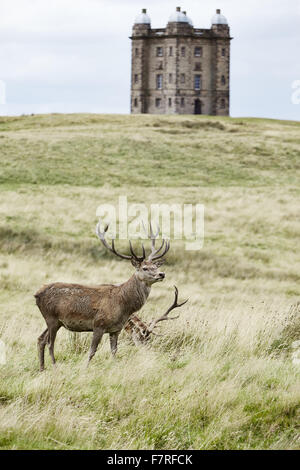 Deer en face de la cage à la Lyme Park, Maison et jardin, Cheshire. Lyme Park est situé dans un parc de 1400 acres et a des vues magnifiques à travers la plaine du Cheshire et Manchester. Banque D'Images