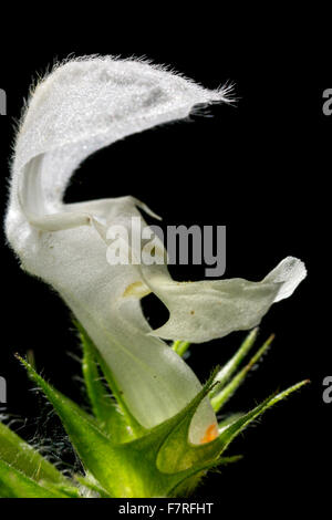 L'ortie blanche / white dead-nettle (Lamium album) en fleurs sur fond noir Banque D'Images