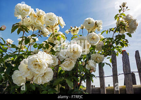 Rosa Schneewittchen / Iceberg en fleurs dans le jardin Banque D'Images