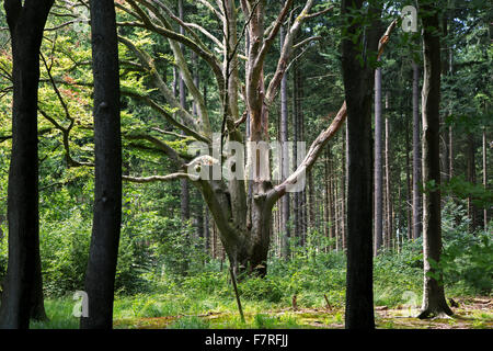 Vieux hêtre (Fagus sylvatica) au milieu des pins dans une forêt mixte Banque D'Images