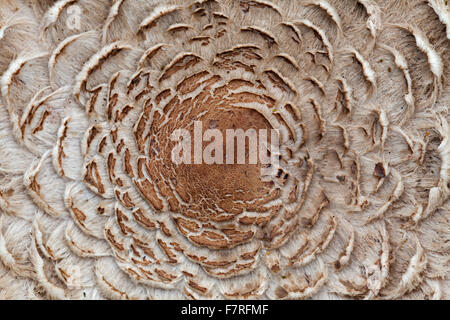 Coulemelle (Macrolepiota procera / Lepiota procera) close up d'umbo et paillettes sur le chapeau Banque D'Images