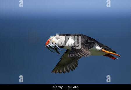 Macareux moine en vol sur les îles Farne Banque D'Images