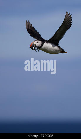 Macareux moine en vol sur les îles Farne Banque D'Images