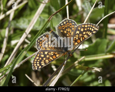 Marsh Fritillary papillon, l'homme noir Banque D'Images