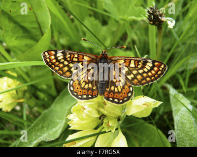 Marsh Fritillary butterfly, homme Banque D'Images