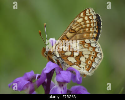 Marsh Fritillary butterfly, homme dessous Banque D'Images