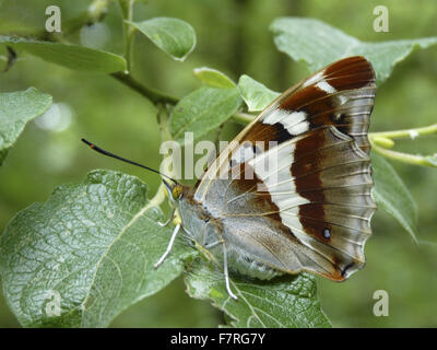 Purple Emperor papillon, dessous féminins. Banque D'Images