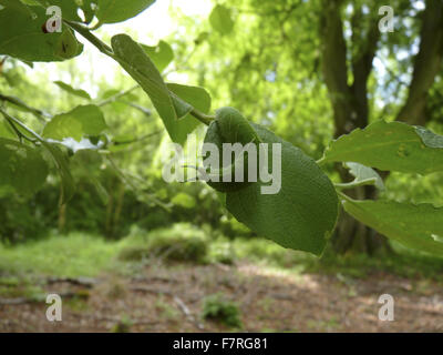 Larve de papillon empereur pourpre, l'alimentation. Savernakek Forêt, Wiltshire. Banque D'Images